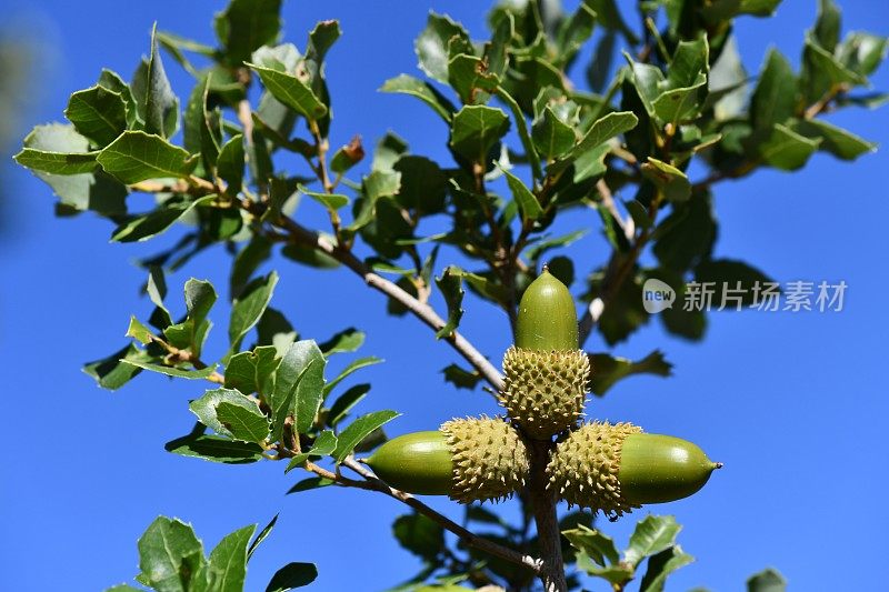 蓝天下的橡子树枝。(Quercus aucheri)